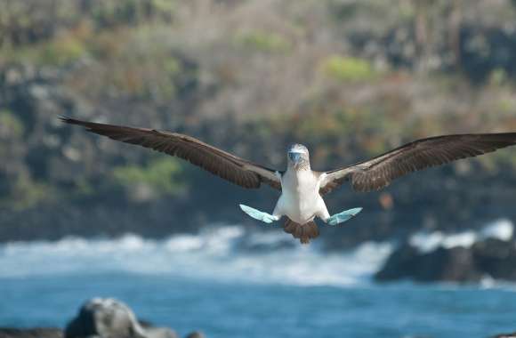 Animal Blue-footed Booby wallpapers hd quality