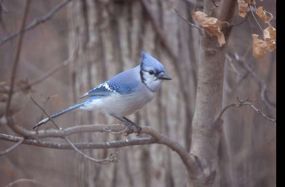 Animal Blue Jay