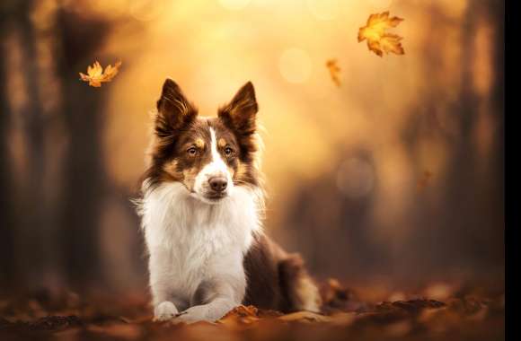 Animal Border Collie wallpapers hd quality