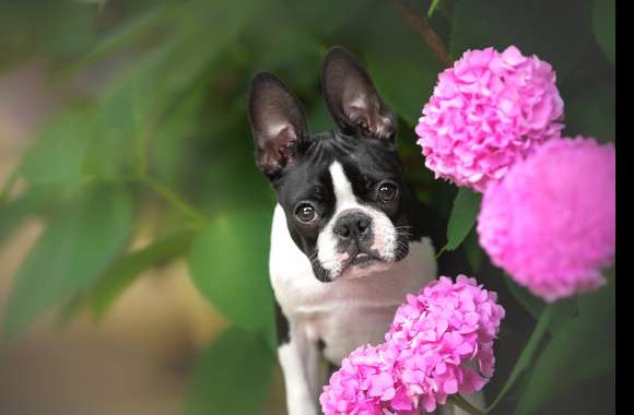 Animal Boston Terrier