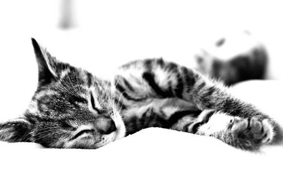 Animal Cat wallpapers hd quality