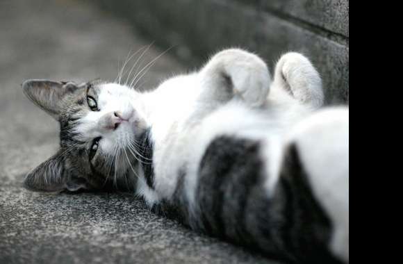 Animal Cat Wallpaper wallpapers hd quality