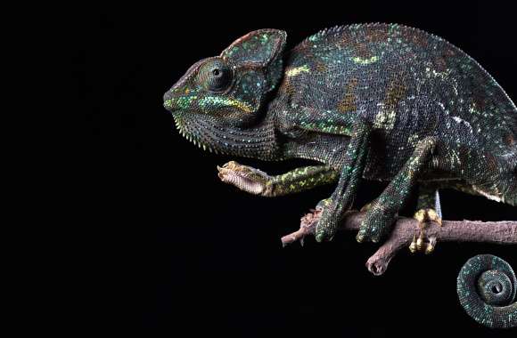 Animal Chameleon wallpapers hd quality