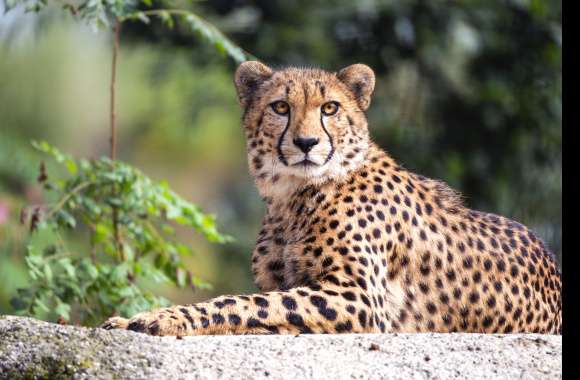 Animal Cheetah wallpapers hd quality