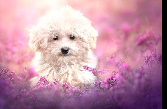 Animal Dog wallpapers hd quality