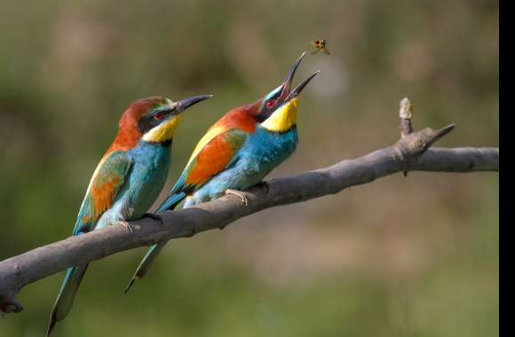 Animal European Bee-eater European Bee-eater