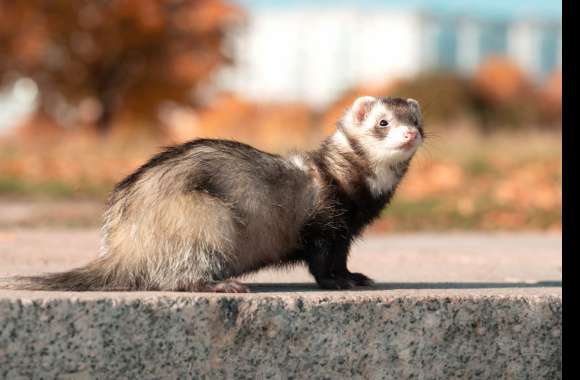 Animal Ferret wallpapers hd quality