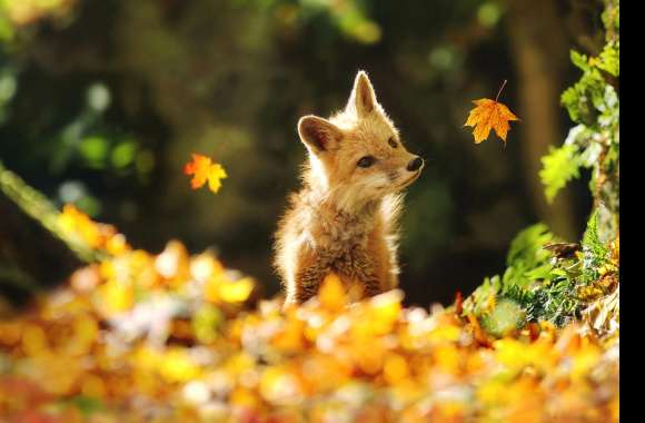 Animal Fox wallpapers hd quality