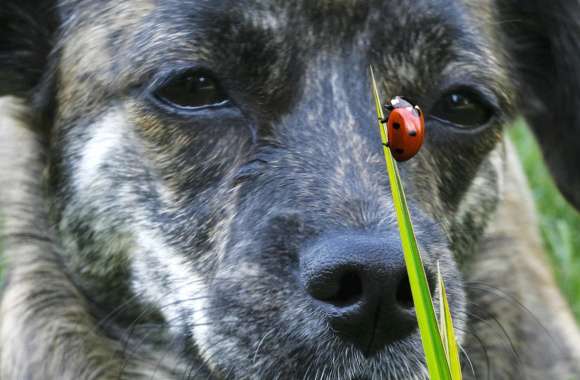 Animal Friend Charming Dog