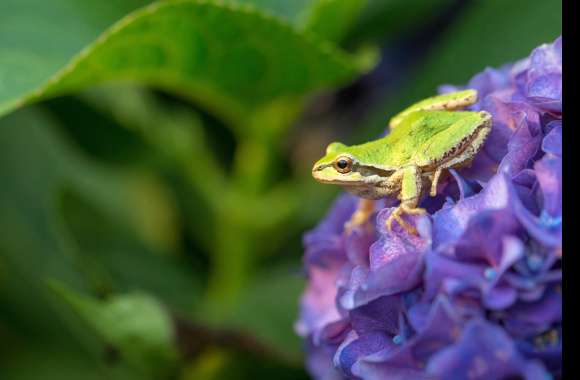 Animal Frog wallpapers hd quality