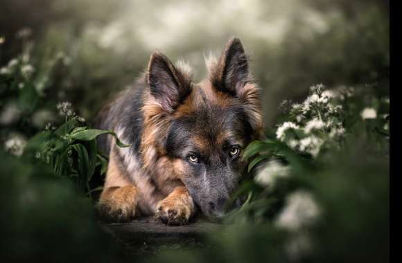 Animal German Shepherd