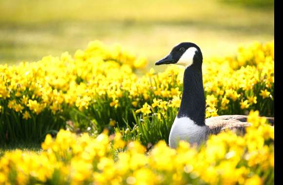 Animal Goose wallpapers hd quality