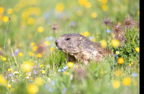 Animal Gopher wallpapers hd quality
