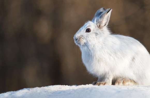 Animal Hare