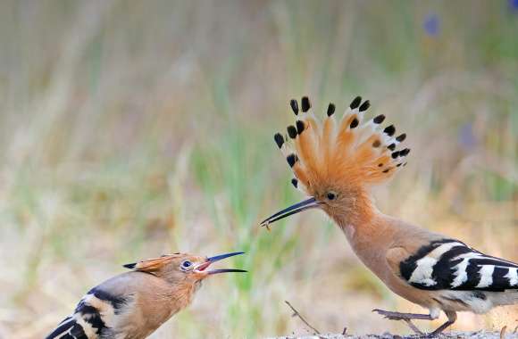 Animal Hoopoe wallpapers hd quality