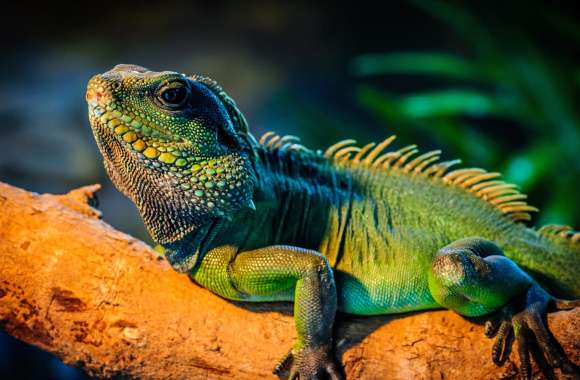 Animal Iguana