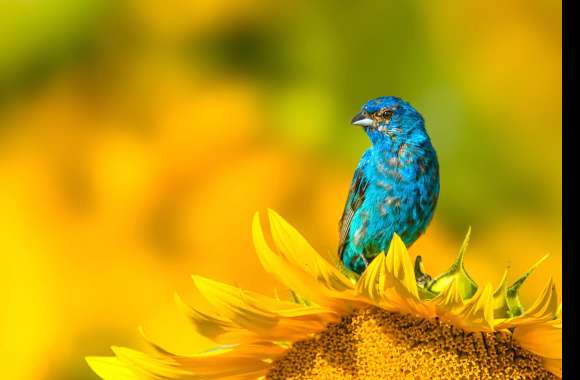 Animal Indigo Bunting wallpapers hd quality