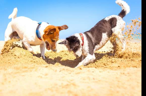 Animal Jack Russell Terrier