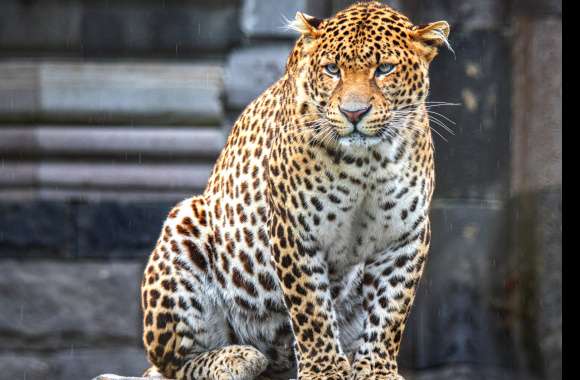 Animal Jaguar wallpapers hd quality