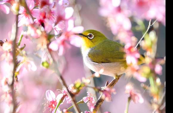 Animal Japanese White-eye