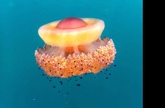 Animal Jellyfish wallpapers hd quality