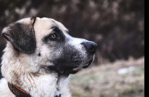 Animal Kangal Shepherd Dog