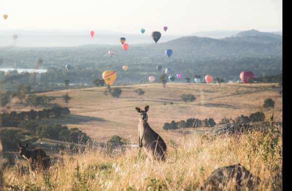 Animal Kangaroo wallpapers hd quality