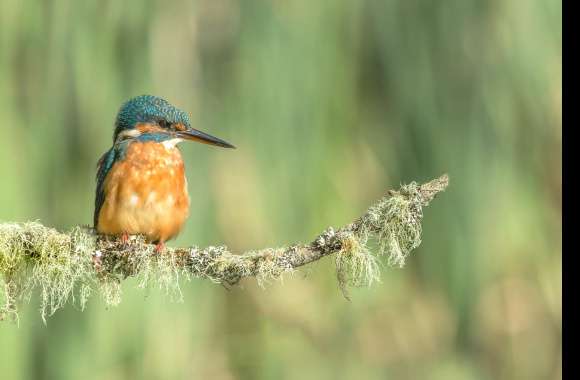 Animal Kingfisher wallpapers hd quality