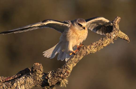 Animal Kite