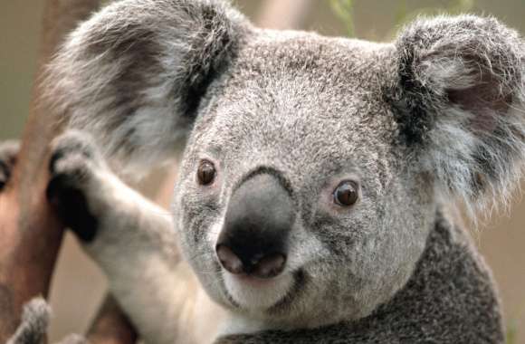 Animal Koala