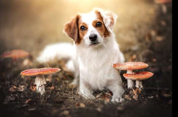 Animal Kooikerhondje