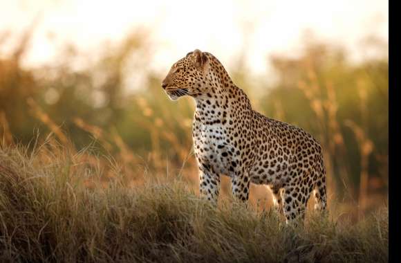 Animal Leopard wallpapers hd quality