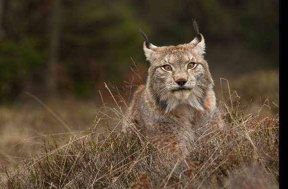 Animal Lynx