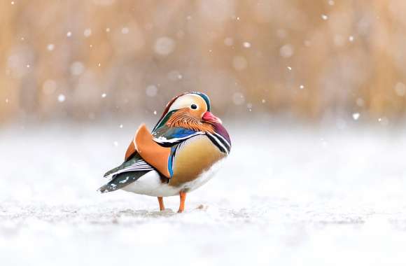 Animal Mandarin Duck