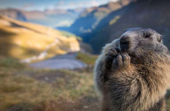 Animal Marmot