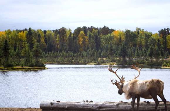 Animal Moose