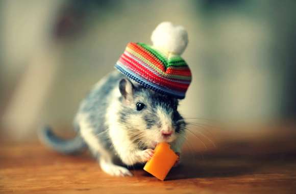 Animal Mouse wallpapers hd quality