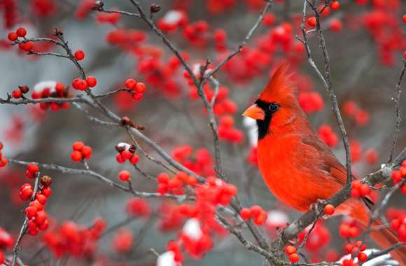 Animal Northern Cardinal