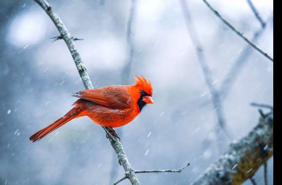 Animal Northern Cardinal 8k Ultra wallpapers hd quality