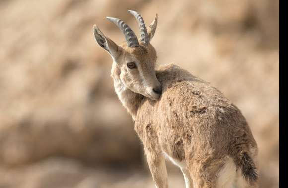 Animal Nubian Ibex wallpapers hd quality