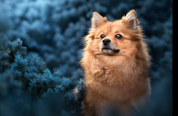 Animal Pomeranian wallpapers hd quality