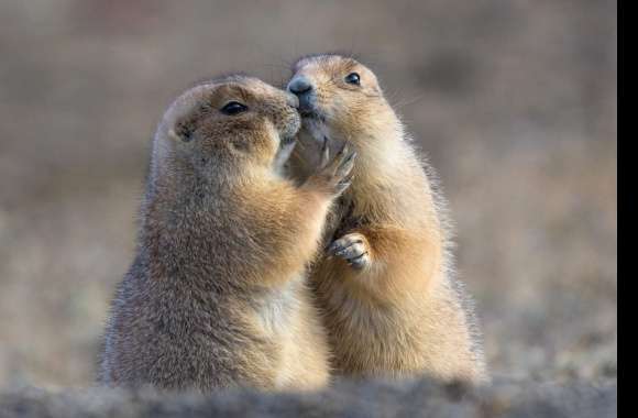 Animal Prairie Dog