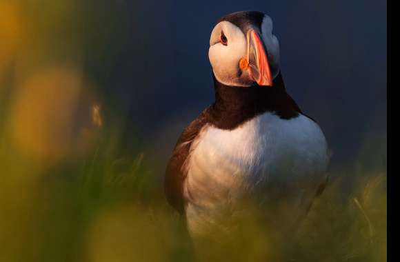 Animal Puffin