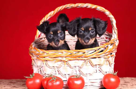 Animal Puppy wallpapers hd quality