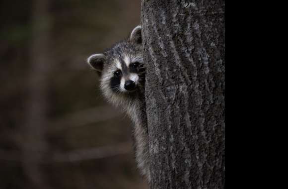 Animal Raccoon