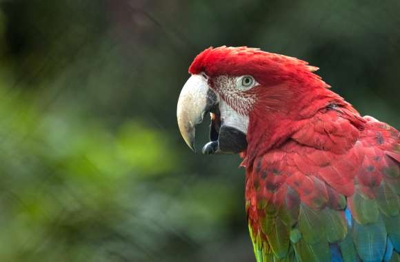 Animal Red-and-green Macaw Red-and-green Macaw