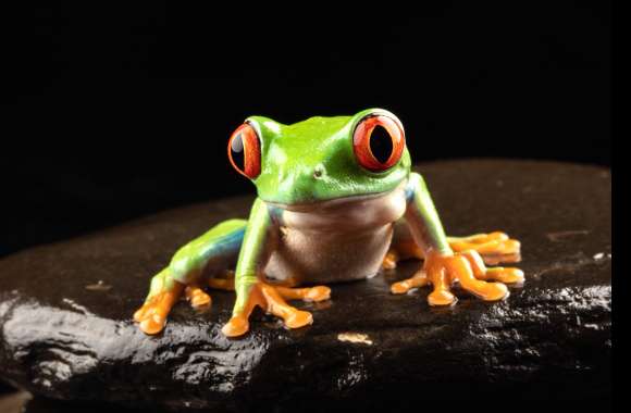 Animal Red-eyed Tree Frog