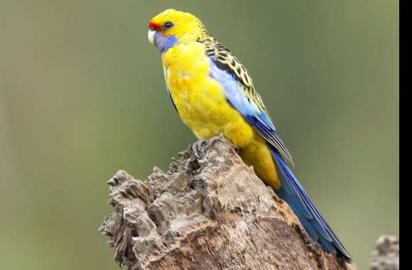 Animal Rosella