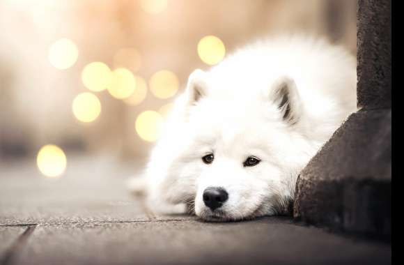 Animal Samoyed wallpapers hd quality