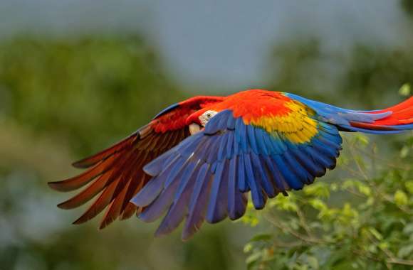 Animal Scarlet Macaw wallpapers hd quality